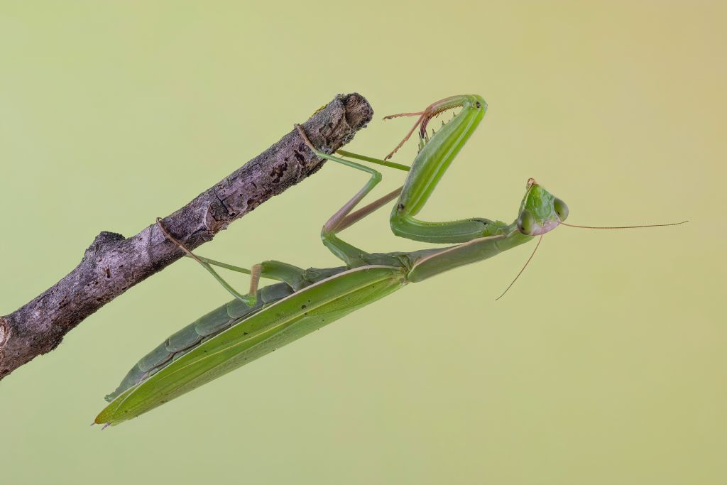 Mantidae - Mantis religiosa
